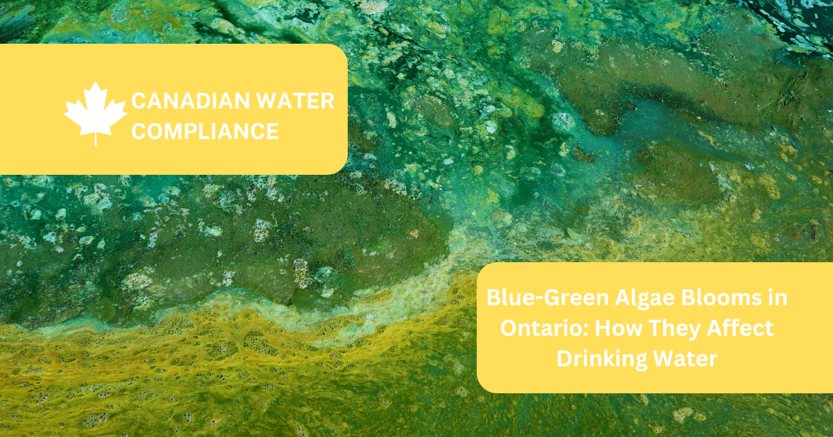 Blue-Green Algae Blooms in Ontario: How They Affect Drinking Water